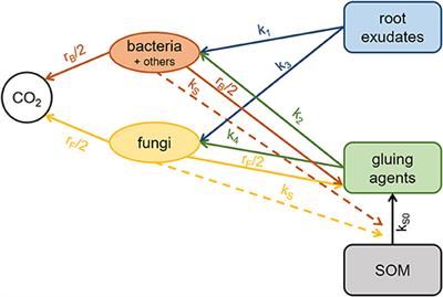 Root Exudates Induce Soil Macroaggregation Facilitated by Fungi in Subsoil